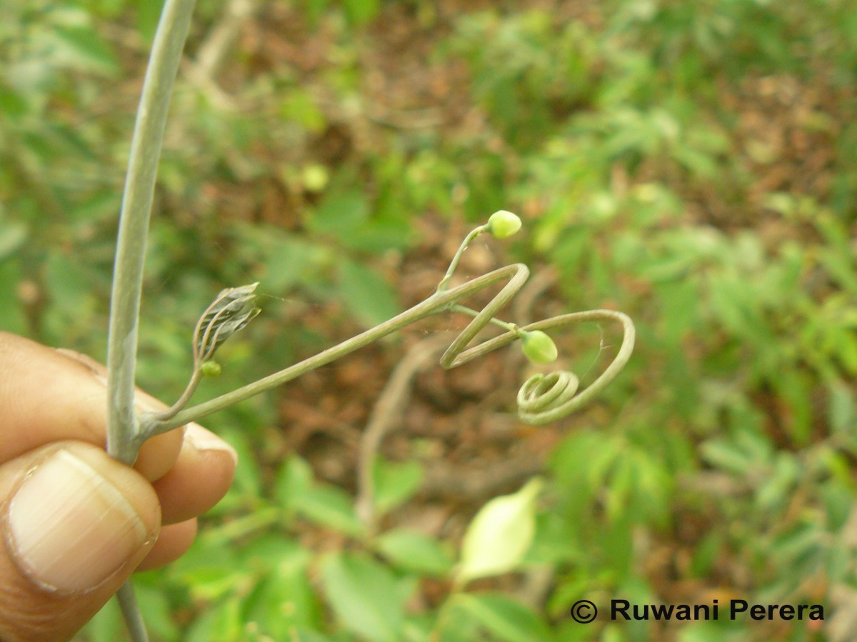 Adenia hondala (Gaertn.) W.J.de Wilde